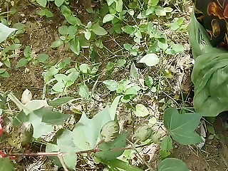 Bhabhi ki mast chudai in kapas ke khet me , Jungal me Indian village bhabhi